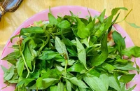 Rau răm có làm giảm sinh lí nam giới?