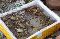 Vì sao tôm hùm bán lề đường chỉ có giá 200.000 đồng/kg?