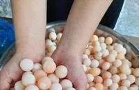 Chuyên gia dinh dưỡng nói gì về trứng ba ba tốt cho sức khỏe nam giới