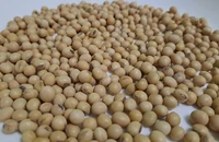 Thực hư đậu nành gây yếu sinh lý và 'nữ hóa' nam giới?