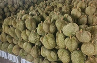 Hơn 200.000 đồng/kg, giá sầu riêng vẫn tăng nóng từng ngày