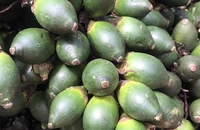 Kẹo cau có tác dụng gì mà Trung Quốc tăng thu mua?