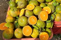 5.000 đồng/1 kg cam sành, người dân tranh thủ mua nhưng đừng quên điều này khi uống