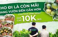 Cam sành rớt giá thảm, sàn thương mại tham gia giải cứu