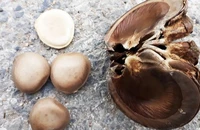 Vì sao hạt ngô đồng lại gây ngộ độc khi ăn?