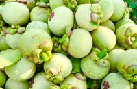 Sôi động thị trường măng cụt xanh làm gỏi gà