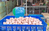 Giải mã lý do trứng gà so chỉ 20.000 đồng/chục rẻ hơn cả trứng gà công nghiệp