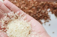 Giá gạo xuất khẩu Việt Nam tiếp tục tăng