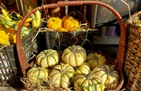 Bất ngờ với giá bí đỏ mini Halloween năm nay