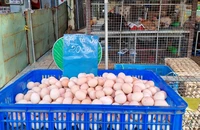 Rửa trứng trước khi bảo quản trong tủ lạnh: Có cần thiết?