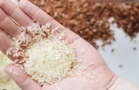 Doanh nghiệp Việt 'trúng lớn' trong gói thầu gạo của Indonesia
