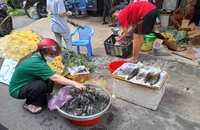 Ngày vía Thần tài: Tôm càng xanh 40.000 đồng/con