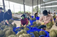 Sau Trung Quốc, sầu riêng Việt Nam sẽ có thêm thị trường hấp dẫn mới?