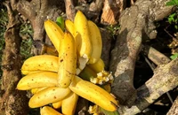 Người bị bệnh tiểu đường có nên ăn chuối? 