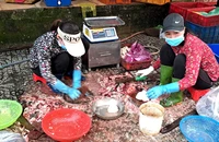 Cảnh báo về ngộ độc thực phẩm do histamine trong cá