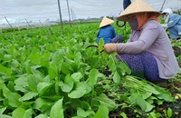 Giá rau xanh tại TP.HCM tăng, bà nội trợ than thở 'cầm 100.000 đồng, tới sạp rau là hết tiền'