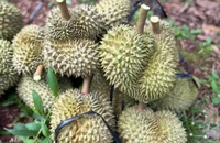 Sầu riêng tăng mạnh trở lại, dự báo tiếp tục neo cao nhờ 'một mình một chợ ở Trung Quốc'