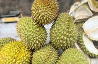 Thông báo khẩn về tình trạng gian lận trong xuất khẩu sầu riêng