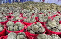 Sầu riêng Việt vẫn 'lận đận' xuất khẩu