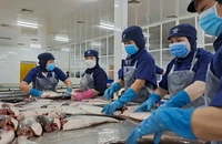 Cá ngừ, con tôm, con cua Việt Nam 'tính toán' chuyển hướng thị trường phù hợp trước áp lực thuế