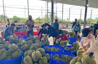Xuất khẩu sầu riêng Việt giảm hơn 60% và bài toán 'luồng xanh' 