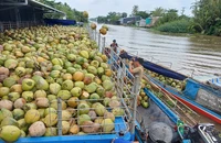 Lý do 4 tháng đầu năm Việt Nam phải nhập khẩu lượng lớn dừa chế biến
