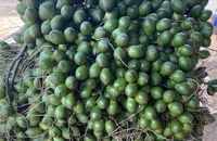 Vì sao nhập khẩu... cau vào Việt Nam tăng đột biến?