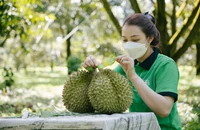 Xuất khẩu 'trái cây vua" hồi sinh