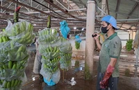 Vì sao quả chuối Việt Nam đột nhiên 'gây sốt' ở nước ngoài?