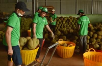 Sau thông tin ùn ứ, giá sầu riêng ở Đắk Lắk đang ra sao?