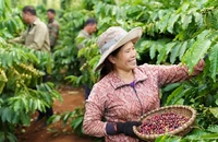 Doanh nghiệp mời nông dân trồng cà phê tham quan nhà máy để khuyến khích canh tác bền vững