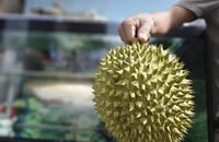 Xuất khẩu sầu riêng vượt kỷ lục năm 2024, giá trong nước neo cao