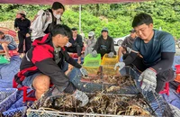 Xuất khẩu tôm hùm tăng 135%: Kỷ lục buồn vui lẫn lộn vì bão lũ