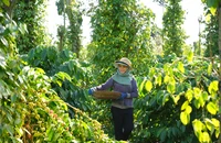 Xuất khẩu cà phê lập đỉnh, nông dân cần làm gì để giữ vững?