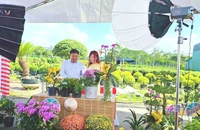 Nhà vườn bắt đầu livestream bán hoa cúc, tắc mini... mùa Tết