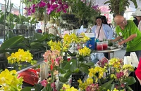 Hoa Tết đủ sắc màu đã ngập tràn khắp phố phường, chợ mạng