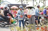 Mai mini giá rẻ hút khách tại các chợ hoa xuân ở TP.HCM