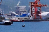 Cá voi xuất hiện ở Khu bảo tồn biển Hòn Cau, Bình Thuận