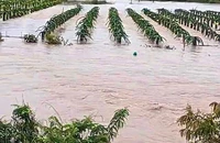 Mưa lớn gây ngập gần 50 căn nhà và hơn 300 ha thanh long tại Bình Thuận