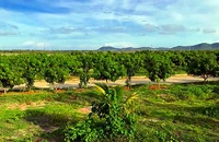 Bình Thuận: Kỷ luật cảnh cáo nguyên chủ tịch huyện Tuy Phong