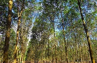 Làm rõ việc trồng 700 ha cao su khi chưa có quyết định cho thuê đất tại Bình Thuận