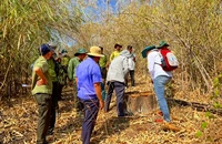 Bình Thuận - Lâm Đồng truy xét nhóm lâm tặc phá rừng phòng hộ