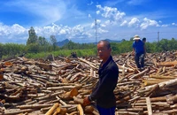 Kẻ cưa trộm hơn 1000 cây keo lá tràm ở La Gi bị bắt