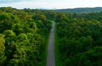 Không đồng ý chuyển 1.429 ha đất lâm nghiệp ra khỏi quy hoạch 3 loại rừng