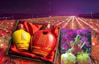 Lâm Đồng thông tin về dừng bảo hộ chỉ dẫn địa lý cho tôm Bình Thuận