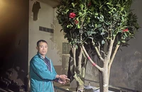 Bắt giữ tên trộm 'yêu' hoa trà my sau 8 giờ truy xét