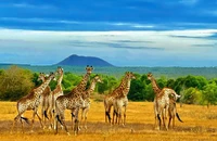 Tháo gỡ nút thắt cho rừng dầu Hồng Liêm, safari lớn nhất Việt Nam