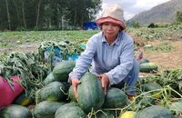 Lâm Đồng kêu gọi các chợ, siêu thị 'giải cứu' dưa hấu Gia Lai