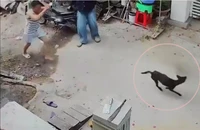 1 ngày có đến 12 người bị chó dại cắn ở Lâm Đồng