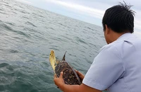 Đôi mắt ướt của con đồi mồi trong... quán nhậu